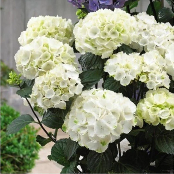 1 Adet Beyaz Ortanca Çiçeği Fidanı Saksılı 10-20 cm ürün görseli