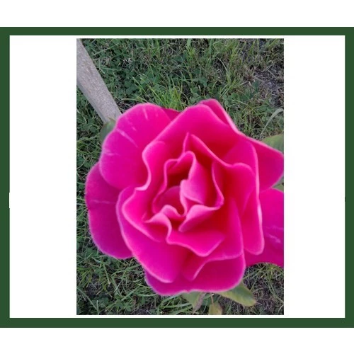Rosa × damascena Aşılı Isparta Gülü Fidanı 10-20 cm ürün görseli