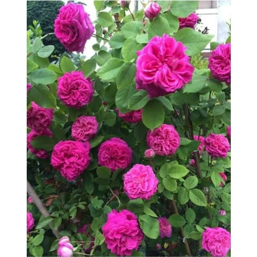 Yöresel Isparta Gülü Fidanı Saksılı Reçellik 10-20 cm - 3