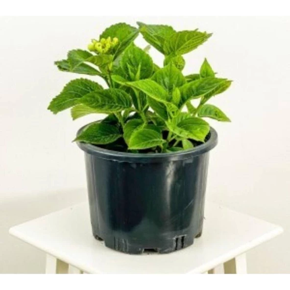 1 Adet Beyaz Ortanca Çiçeği Fidanı Saksılı 10-20 cm - Resim 2