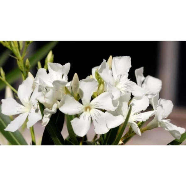 Beyaz Zakkum Çiçeği Fidanı 40-70 cm Saksılı