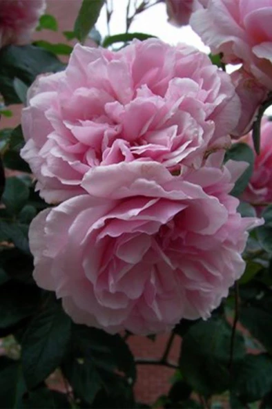 Isparta Gülü (rosa X Damascena M.) ürün görseli
