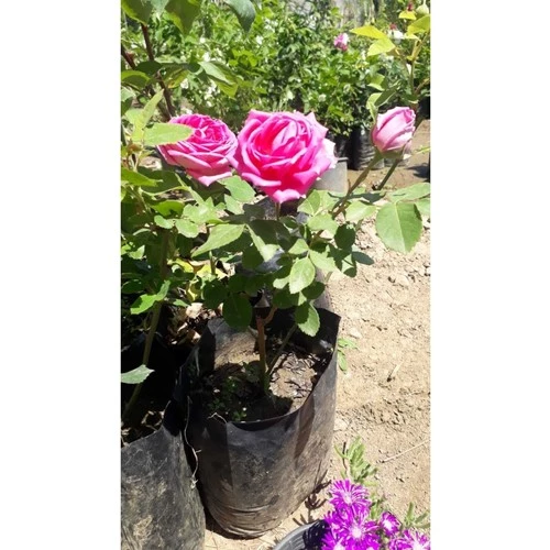 Saksılı Reçellik Kokulu Gerçek Isparta Gülü Fidanı 10-20 cm ürün görseli