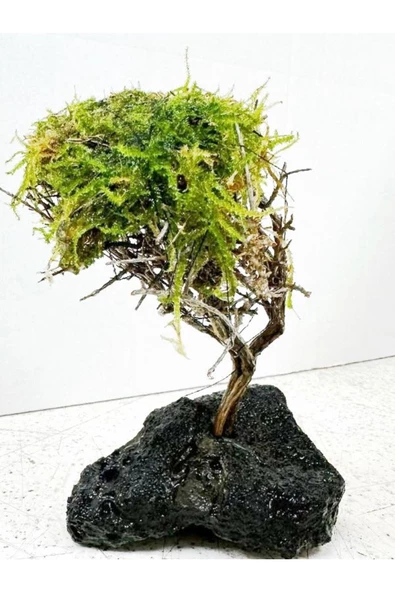 canlipetshop Moss Sarılı Ağaç Figürü Lav Kayasında Moss Ağacı Karides Yuvası Ve Akvaryum Dekoru 15-20 Cm Boy - 2