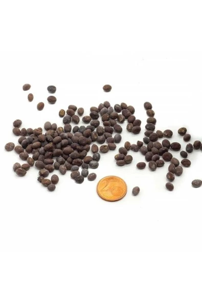 canlipetshop Palmiye Ağacı Tohumu Washingtonia Filifera 180 Adet Tohum (30 Adet*6 pkt) - 2