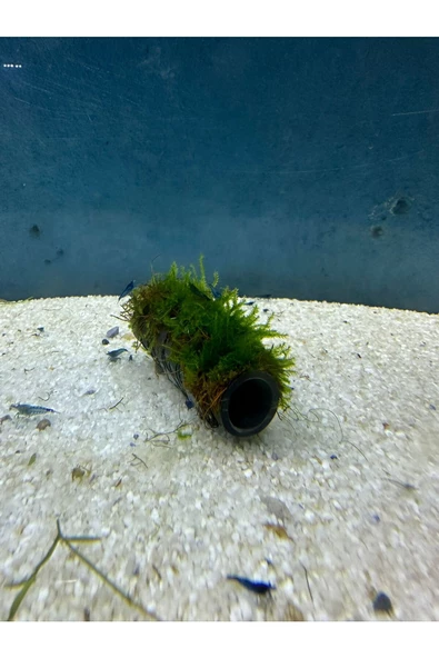 canlipetshop Y-Moss Sarılı Tüp Tekli ( Karides Üretim Tüpü ,Yuvası Ve Akvaryum Dekoru ) - Resim 3