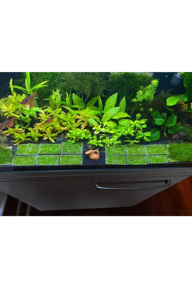 Betta Didyma Java Moss Akvaryum Bitkisi 5x5 Tele Sarılı 10'lu Paket