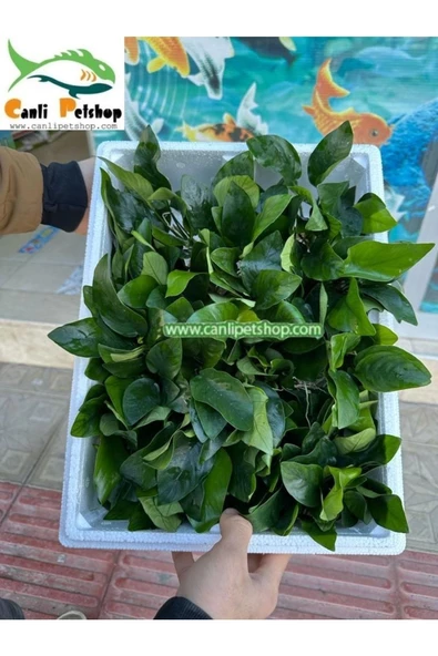 canlipetshop Anubias Barteri Var Nana Ithal A++ Kalitede 3-5 Yaprak Jumbo Boy - 2