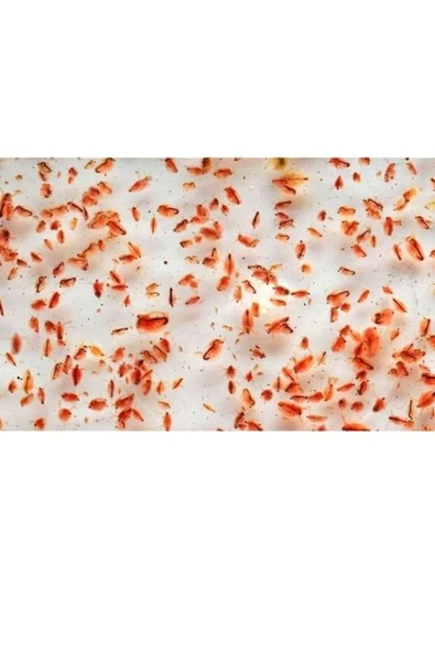 canlipetshop Su piresi 1 Paket Protein Kaynağı A kalite besin Hızlı balık büyütme Üretme - 2