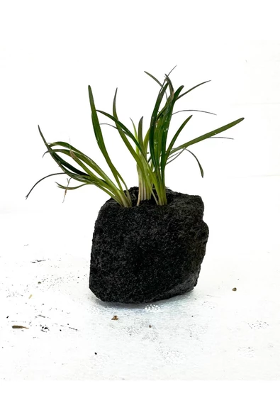 canlipetshop Lav Kayasına Tutturulmuş Ophiopogon japonicus Minima (Zemin Bitkisi) 3 kök 4-5 Cm - 2