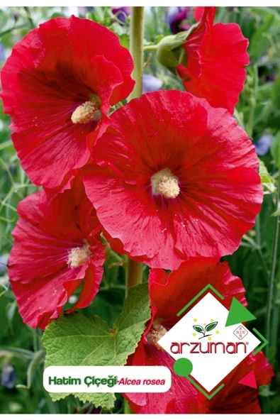 Arzuman Hatim Çiçeği (alcea Rosea) Çiçek Tohumu 50 Adet