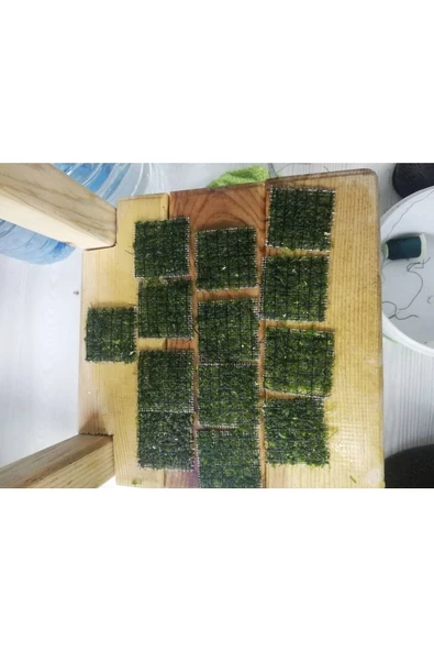 Betta Didyma Java Moss Akvaryum Bitkisi 5x5 Tele Sarılı 10'lu Paket - Resim 2