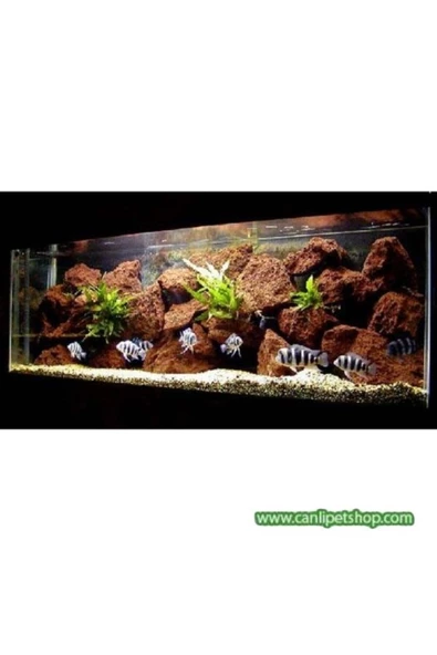 canlipetshop Dekoratif Doğal Lav Kaya Turuncu (8X10) 10 Adet - 2