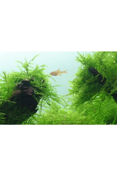 Betta Didyma Java Moss Akvaryum Bitkisi 5x5 Tele Sarılı 10'lu Paket - Resim 3