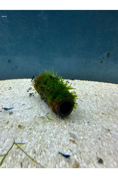 canlipetshop Y-Moss Sarılı Tüp Tekli ( Karides Üretim Tüpü ,Yuvası Ve Akvaryum Dekoru ) - Resim 2