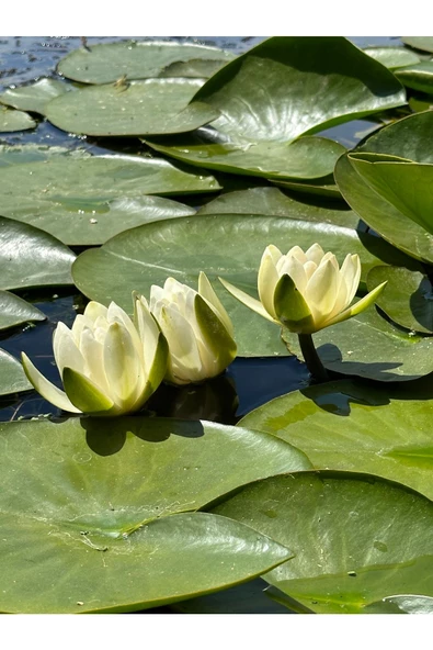 Özden Aquatics Canlı Nilüfer, Gölet Ve Havuz Bitkisi Beyaz Çiçekli Nymphaea Lotus