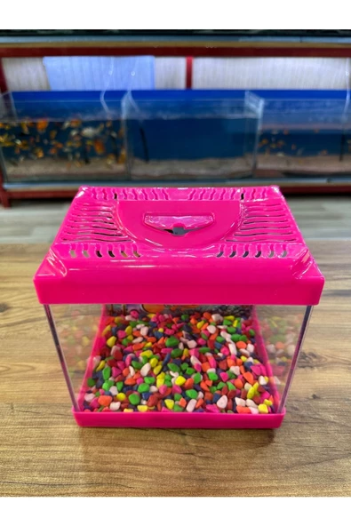 ErtargınShop Pembe Renkli Mini Kare Akvaryum 20x20x15 Deniz Kabugu Hediyeli Karışık Renkte Gönderilir - 2