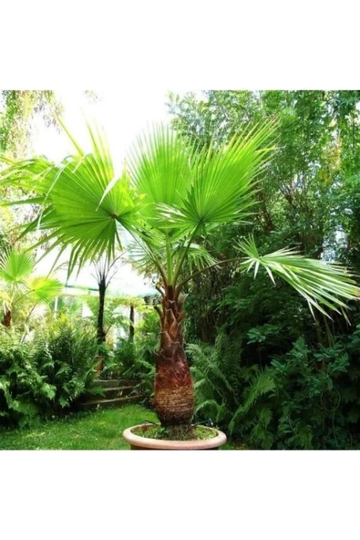 canlipetshop Palmiye Ağacı Tohumu Washingtonia Filifera 180 Adet Tohum (30 Adet*6 pkt) - 3