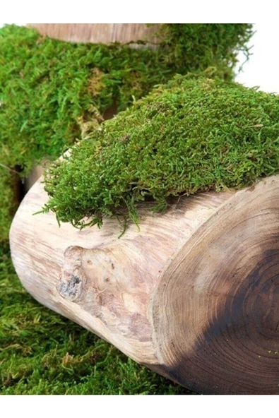 canlipetshop Teraryum İçin Canlı Orman Yosunu 20*20