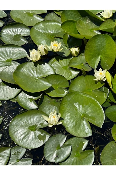 Özden Aquatics Canlı Nilüfer, Gölet Ve Havuz Bitkisi Beyaz Çiçekli Nymphaea Lotus - 3