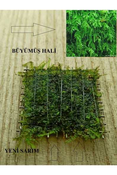 KARİDES MARKET 2 ADET 5-5 Cm Weeping Moss YENİ TELE SARIM