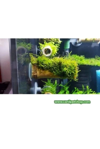 canlipetshop Moss "Vantuzlu Kamışa Tutturulmuş ( Karides Yuvası ve Üretim Kamışı) 2 ADET - 2