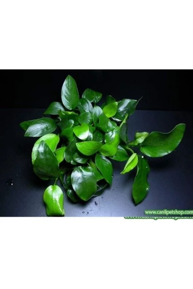 canlipetshop Anubias Barteri Var Nana Ithal A++ Kalitede 3-5 Yaprak Jumbo Boy - 3