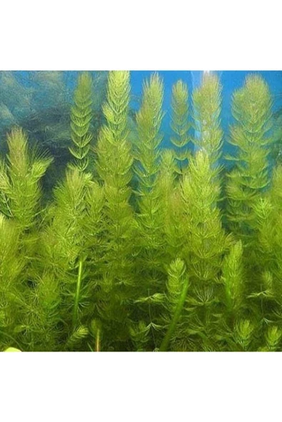 BabelHome Ceratophyllum Demersum (TİLKİ KUYRUĞU ÇAM) Akvaryum Bitkisi - 5 Kök - 2