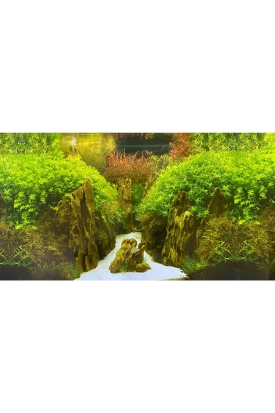 canlipetshop Arka Fon (Bitkili Akvaryum) 50 cm Uzunluk Yükseklik 30 Cm No:9082