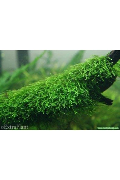 TROPİKAL Moss "mango Köküne Sarılı Java Moss" ürün görseli