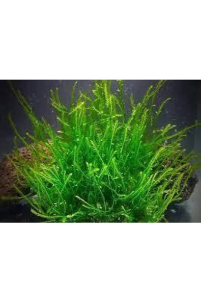 AQUALAND Akvaryum Java Moss 5x5 Tabakaya Bol Sarılı