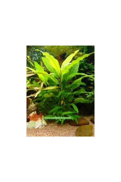 TROPİKAL Hygrophila Corymbosa -limon 5 Kök