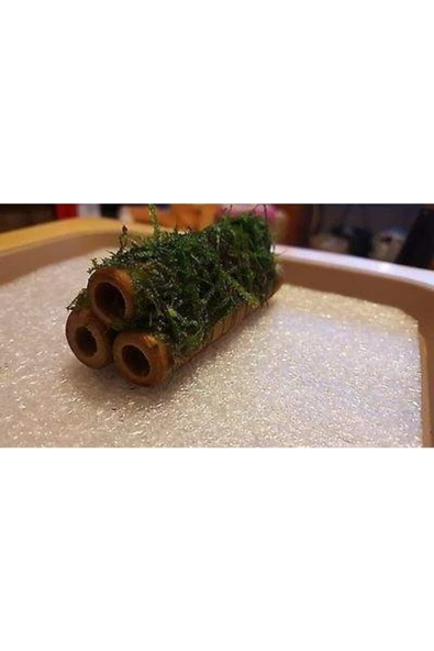 TROPİKAL Moss 3 Lü Kamışa Tutturulmuş ( Karides Yuvası Ve Üretim Kamışı)
