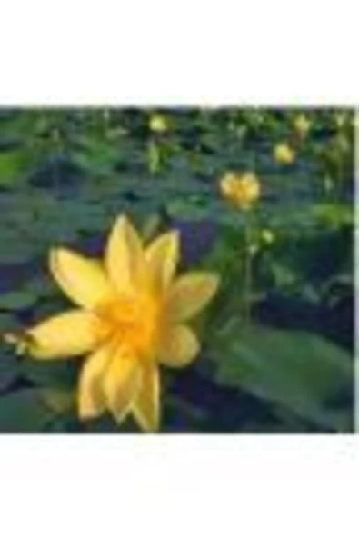 canlipetshop Nilüfer Nuphar Japonica Su Üstü Bitkisi Soğan Halinde 2 Adet - 2