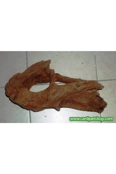 TROPİKAL Mango Kökü Büyük Boy 30-35 Cm
