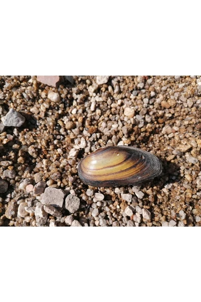 Betta Didyma Tatlı Su Midyesi Doğal Filtre 10 Adet Detaylar Açıklamada ürün görseli 1