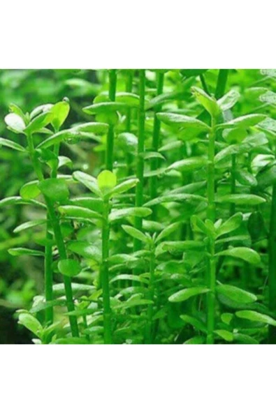EMAAVM Akvaryum Bitkisi Bacopa Monnieri 5 Dal - Resim 2