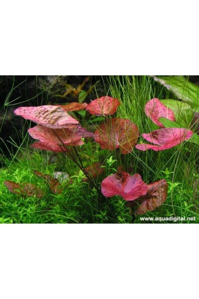 TROPİKAL Nymphaea Lotus (zenkeri) 1 Ad