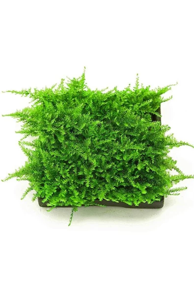 Atakan Petshop Christmas Moss Cup Canlı Bitki - 3