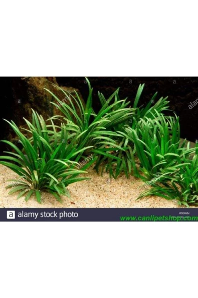 TROPİKAL Ophiopogon Japonicus Minima (zemin) 3 Kök
