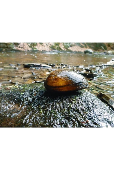 Betta Didyma Tatlı Su Midyesi Doğal Filtre 10 Adet Detaylar Açıklamada - Resim 3