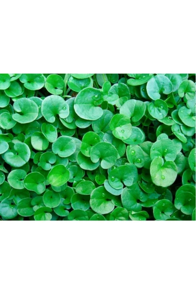 TROPİKAL Dichondra Repens 1 Saksı 30-40 Kök
