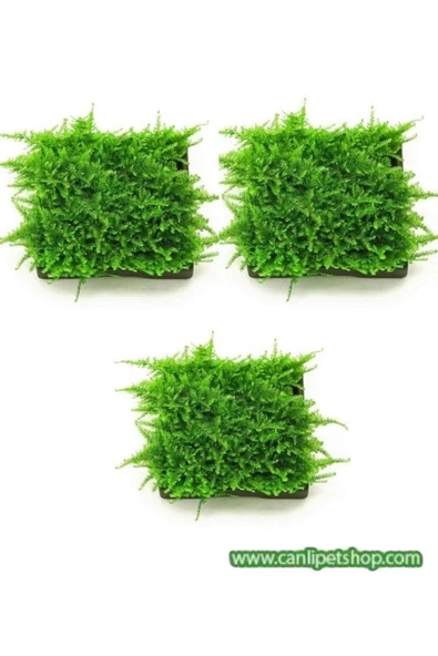 TROPİKAL Moss "java Moss" 3 Adet 5*5 Cm2 Yeni Sarım