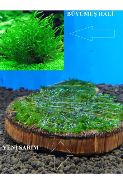 KARİDES MARKET 4-5 Cm Ağaç Diliminde Kütüğe Yeni Sarım Willow Moss Tasarımı Canlı Bitki - 3