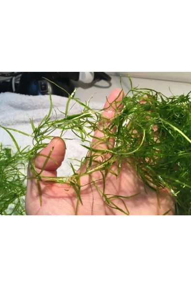 Promedanature Guppy Grass Najas Guadalupensis Buket - 2