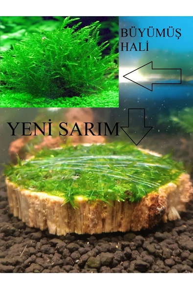 KARİDES MARKET 4-5 Cm Ağaç Diliminde Kütüğe Yeni Sarım Willow Moss Tasarımı Canlı Bitki