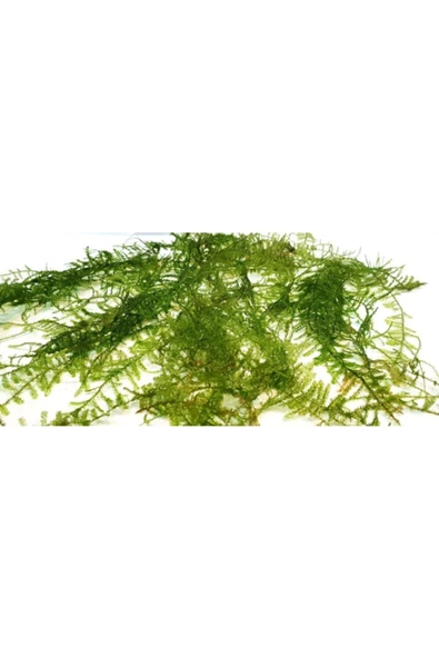 EMAAVM Akvaryum Bitkisi Christmas Moss Canlı Güzel Form Dolu Dolu 1 Cup - 3