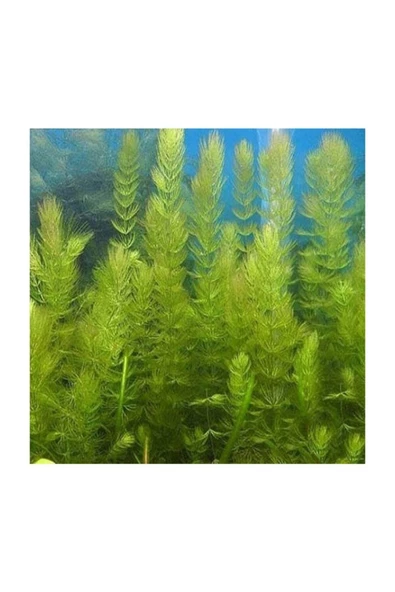 BabelHome Ceratophyllum Demersum (tilki Kuyruğu) Akvaryum Bitkisi 5 Adet - 2
