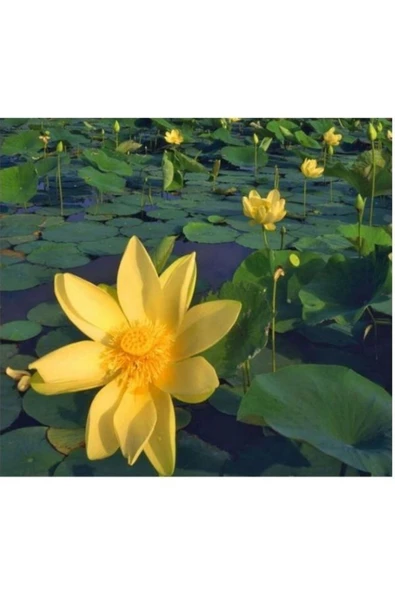 canlipetshop Nilüfer Nuphar Japonica Su Üstü Bitkisi Soğan Halinde - 2