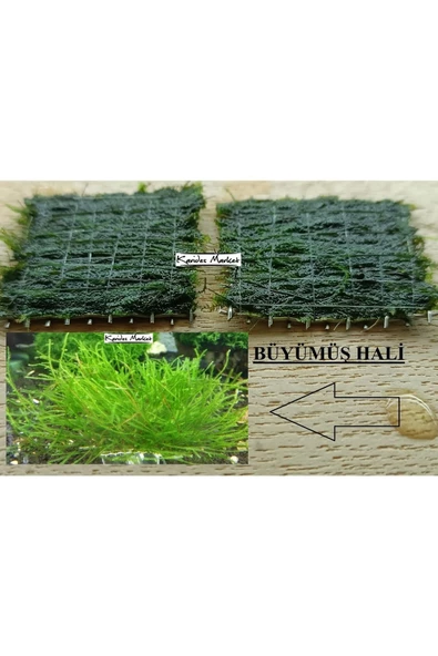 KARİDES MARKET 2 Adet 5-5 Cm Java Moss Yeni Tele Sarılı